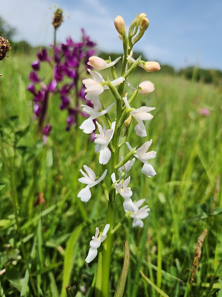 Anacamptis laxiflora  - Fabrice Firmignac
