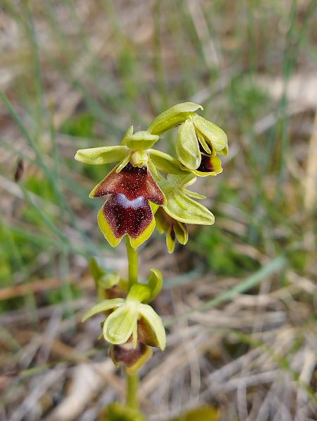 Ophrys aymoninii  - William Gonzalez
