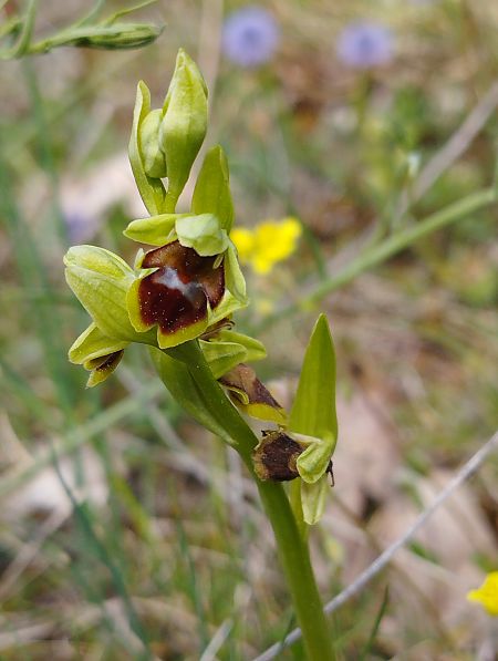 Ophrys aymoninii  - William Gonzalez