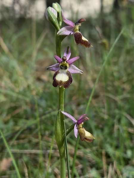 Ophrys drumana  - Valerie Manouvrier