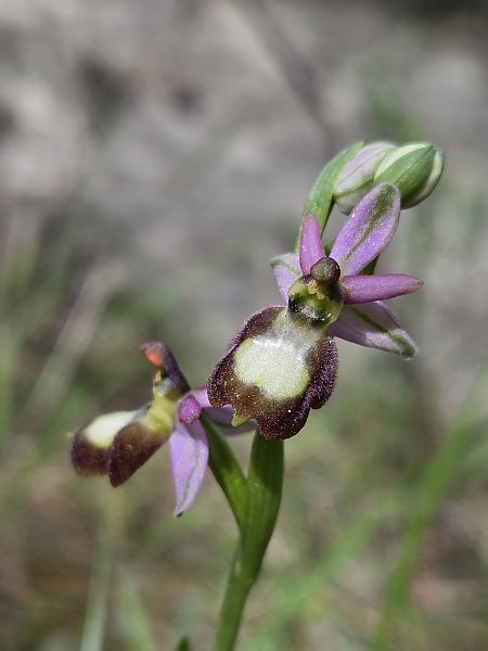 Ophrys drumana  - Valerie Manouvrier