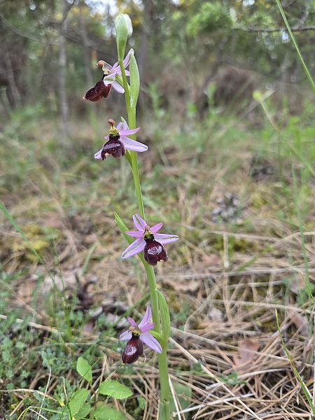 Ophrys drumana  - Valerie Manouvrier