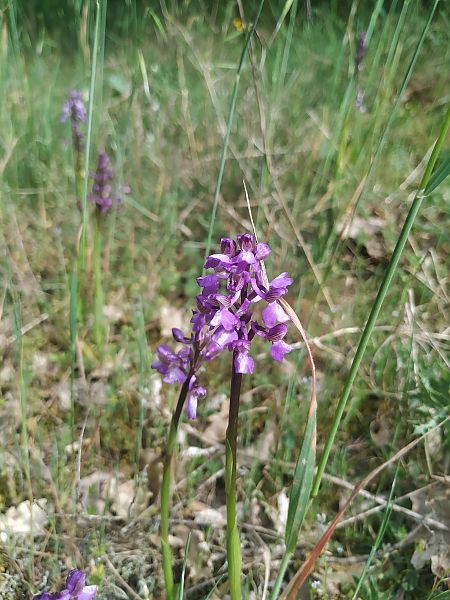Anacamptis morio subsp. picta  - Marcel Arumí