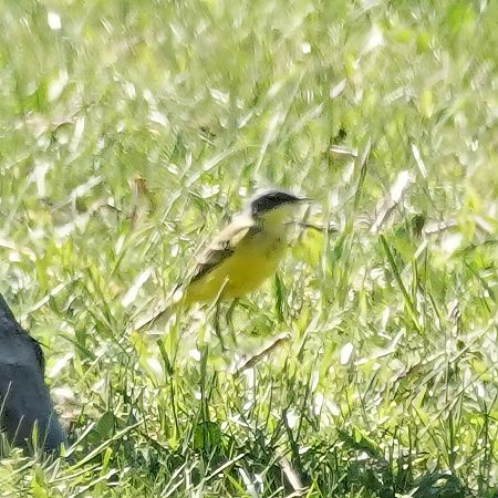 Bergeronnette d'Italie (ssp. cinereocapilla)  - Christine Horn