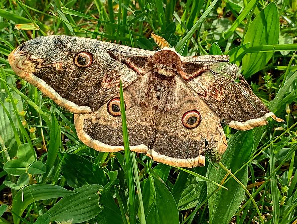 Saturnia pyri  - Dani Villero Pi