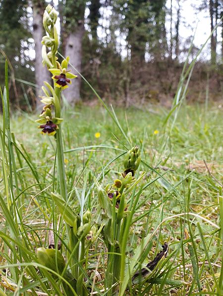 Ophrys aymoninii  - William Gonzalez