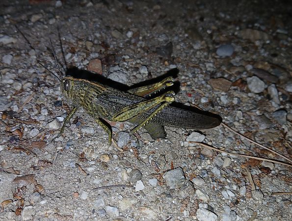 Egyptian Grasshopper  - Jesus Aparicio Fernández