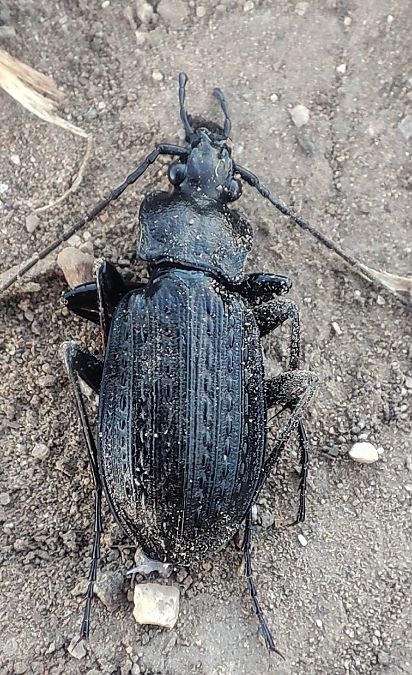 Carabus granulatus  - Maurizio Guzzinati (FVG)