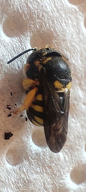 Anthidiellum strigatum  - Maurizio Guzzinati (FVG)