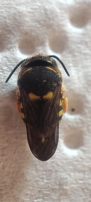 Anthidiellum strigatum  - Maurizio Guzzinati (FVG)