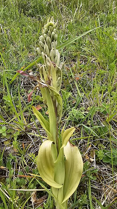 Himantoglossum hircinum  - Laurent Buin