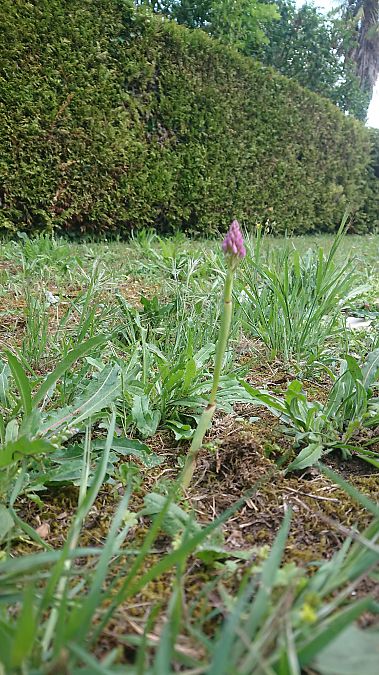 Anacamptis pyramidalis  - Pernot Jean-Claude