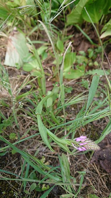 Anacamptis pyramidalis  - Pernot Jean-Claude