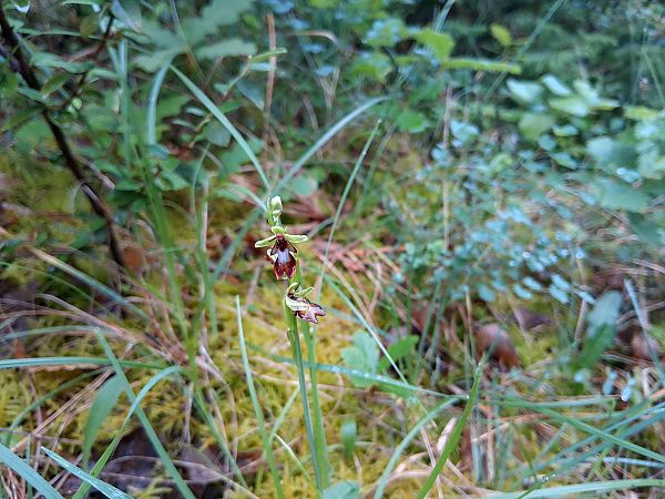 Ophrys insectifera  - Charles Paillet