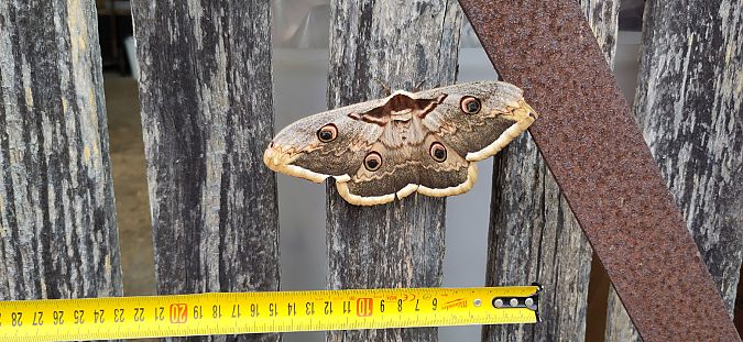 Saturnia pyri  - Arnau Busquets