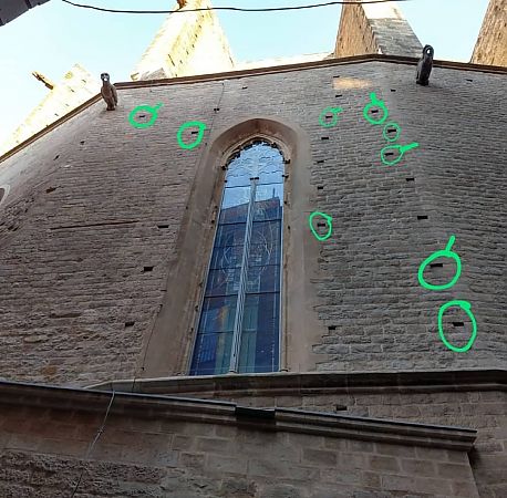 Falciot negre  - Dolça Teruel