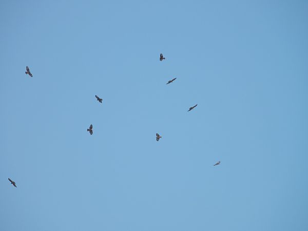 European Honey Buzzard  - Ariadna Garcia Querol