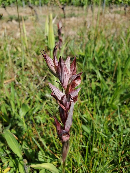 Serapias vomeracea  - Rudi Vanherck