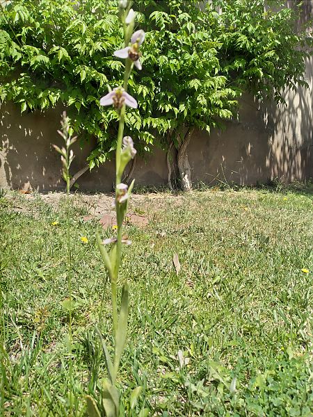 Ophrys apifera  - Rosa Viladiu