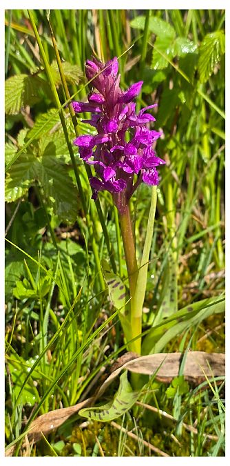 Dactylorhiza majalis  - Jean Deschâtres