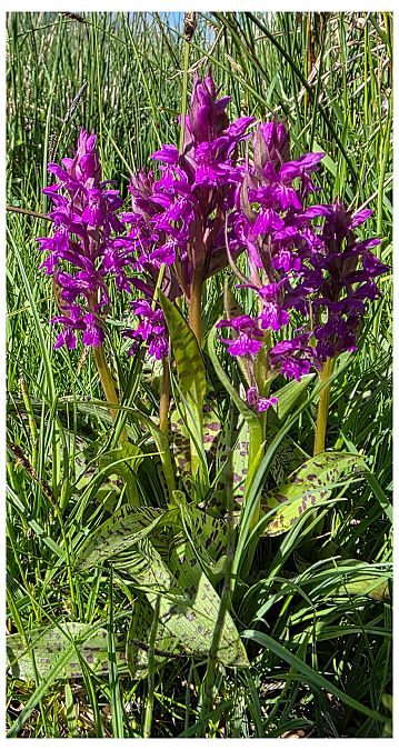 Dactylorhiza majalis  - Jean Deschâtres