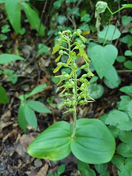 Neottia ovata  - Sara Stella (FVG)