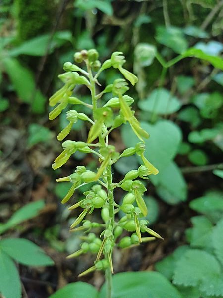 Neottia ovata  - Sara Stella (FVG)