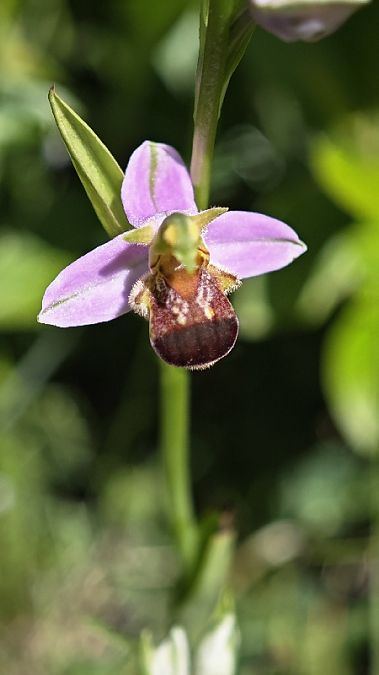 Ophrys apifera f. bicolor  - Alain Bultez