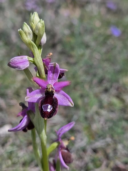 Ophrys drumana  - Valerie Manouvrier