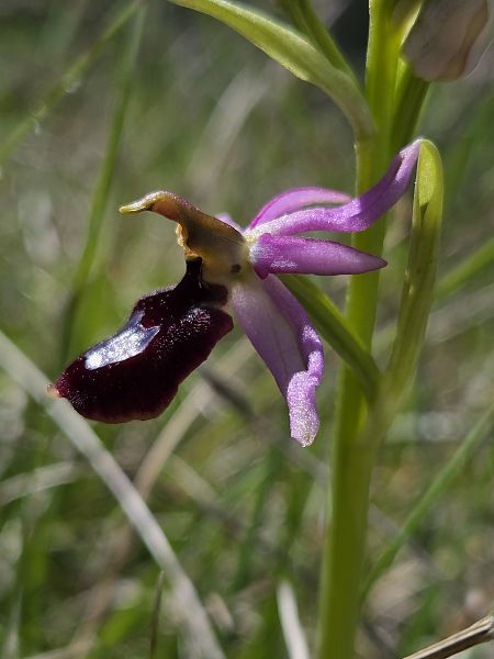 Ophrys aurelia  - Valerie Manouvrier