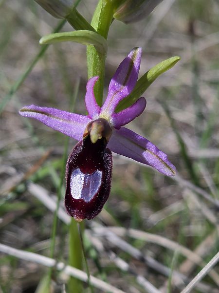 Ophrys aurelia  - Valerie Manouvrier