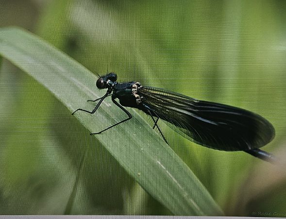 Banded Demoiselle  - Rafał Gruszka