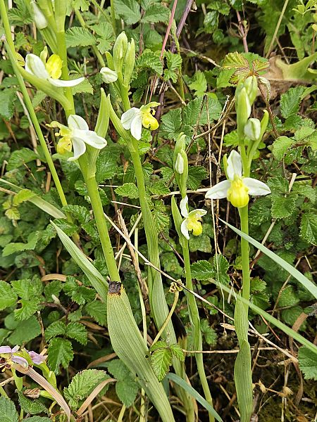 Ophrys apifera f. chlorantha  - Didier Godreau