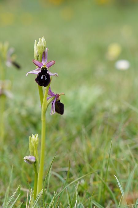 Ophrys catalaunica  - Roger Coromina Marcé