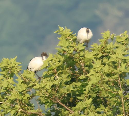 Ibis sacro  - Adelfina Aldrovandi