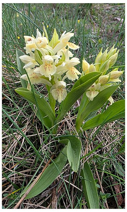 Dactylorhiza sambucina  - Jean Deschâtres