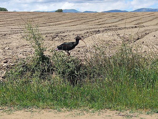 Ibis Eremita  - Lluc Costa