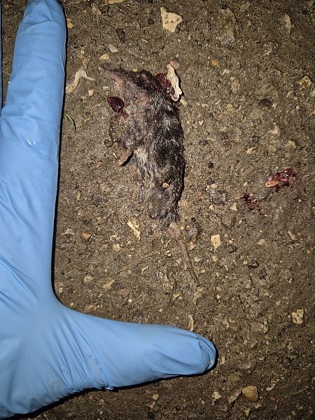 Crocidura minore  - Gabriele de Nadai