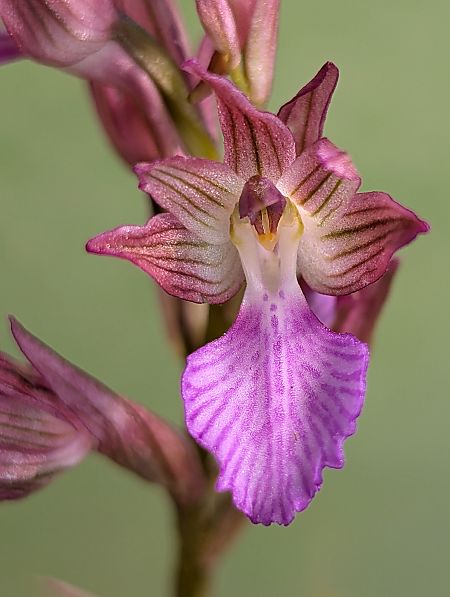 Anacamptis papilionacea  - Delarbre Sébastien