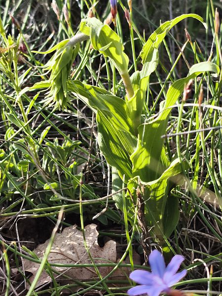 Epipactis helleborine subsp. tremolsii  - Richard Fay