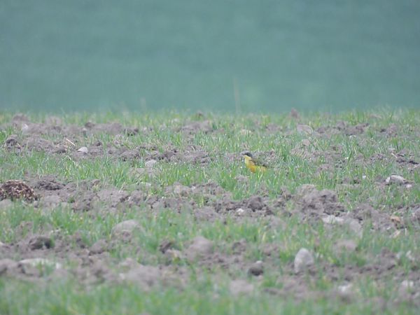 Schafstelze (ssp. thunbergi)  - Jakub Kubat