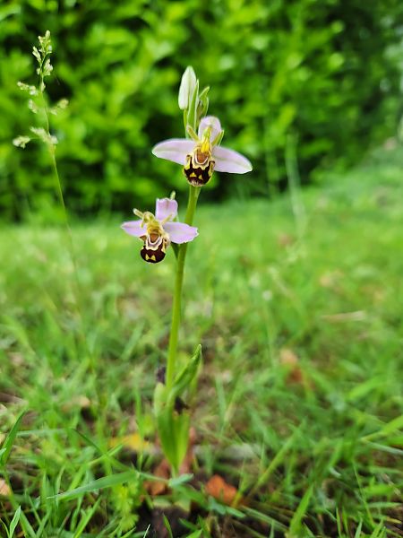 Ophrys apifera  - Emy DeurÉ