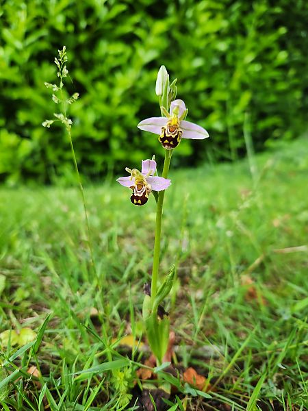 Ophrys apifera  - Emy DeurÉ