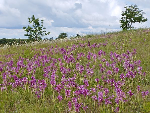 Anacamptis papilionacea var. expansa  - Gérard Joseph