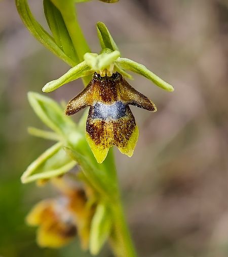 Ophrys aymoninii  - Alain Bultez