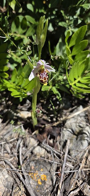 Ophrys corbariensis  - Jean Bastianelli