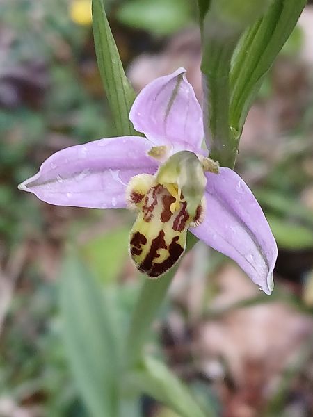 Ophrys apifera var. trollii  - Corine Marliac