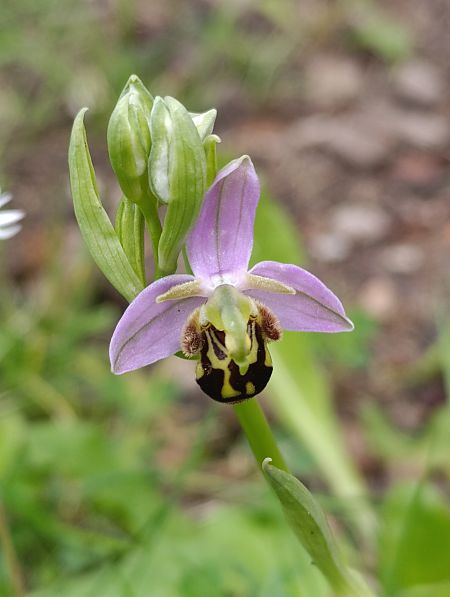 Ophrys apifera var. aurita  - Thomas Martineau