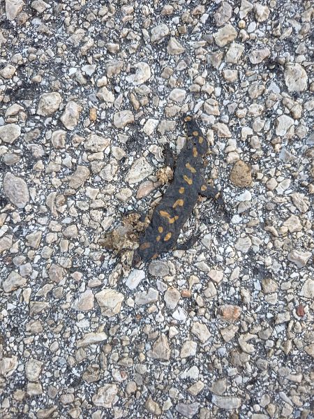 Salamandra pezzata  - Gabriele Facchin