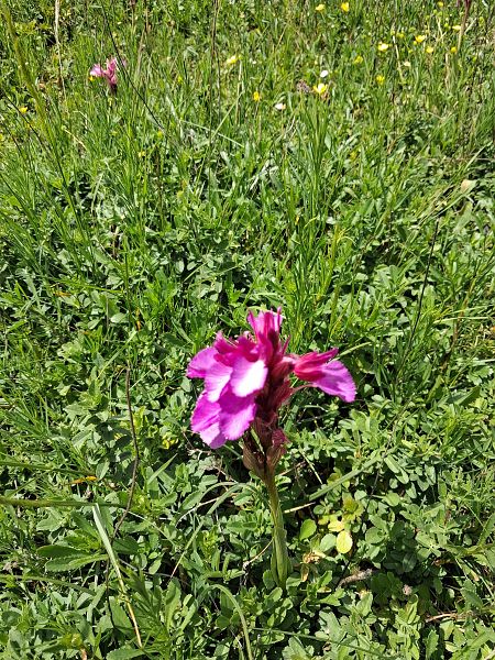 Anacamptis papilionacea var. expansa  - Robert Malrieu
